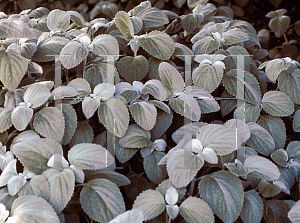 Picture of Plectranthus argentatus 