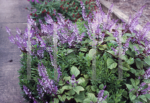 Picture of Plectranthus ciliatus 'Zulu Wonder'