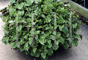 Picture of Plectranthus ciliatus 'Zulu Wonder'