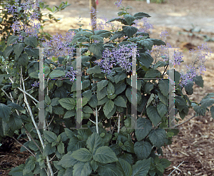 Picture of Plectranthus ecklonii 