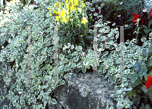 Picture of Plectranthus madagascariensis 'Variegated Mintleaf'