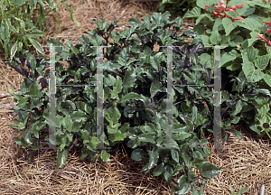 Picture of Plectranthus  'Mona Lavender'