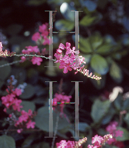 Picture of Plumbago indica 