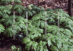 Picture of Podophyllum peltatum 