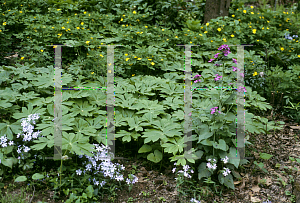 Picture of Podophyllum peltatum 