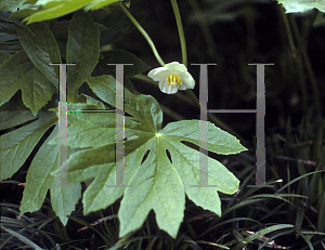 Picture of Podophyllum peltatum 