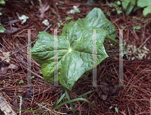 Picture of Podophyllum pleianthum 