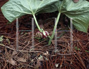 Picture of Podophyllum pleianthum 