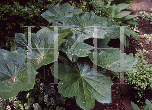 Picture of Podophyllum versipelle 