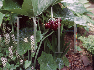 Picture of Podophyllum versipelle 