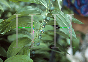 Picture of Polygonatum commutatum 