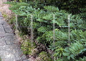 Picture of Polygonatum commutatum 