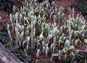 Picture of Polygonatum odoratum 'Variegatum'