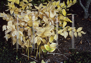 Picture of Polygonatum odoratum 'Variegatum'