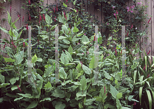 Picture of Polygonum amplexicaule 'Taurus'