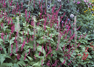 Picture of Polygonum amplexicaule 'Atrosanguineum'