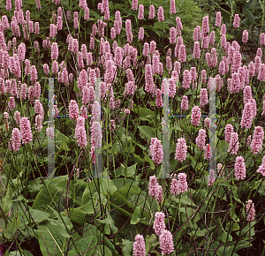 Picture of Polygonum bistorta 'Superbum'