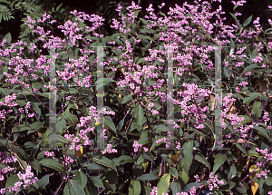 Picture of Polygonum campanulatum 