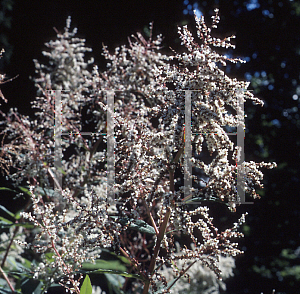 Picture of Polygonum weyrichii 