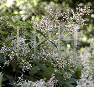 Picture of Polygonum weyrichii 