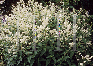 Picture of Polygonum polymorphum 