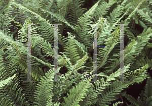 Picture of Polystichum setiferum 'Divisilobum'