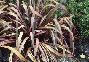 Picture of Phormium tenax 'Dazzler'