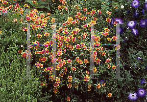 Picture of Portulaca  'Fairytale Cinderella'