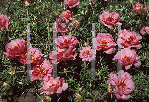 Picture of Portulaca grandiflora 'Sundial Peach'