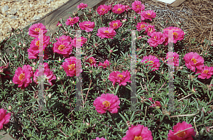 Picture of Portulaca grandiflora 'Sundial Fuchsia'