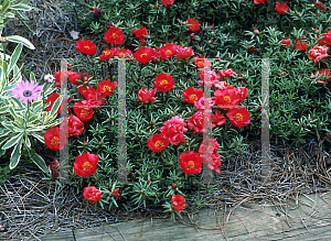 Picture of Portulaca grandiflora 'Sundial Scarlet'