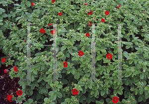 Picture of Potentilla atrosanguinea 'Flamenco'