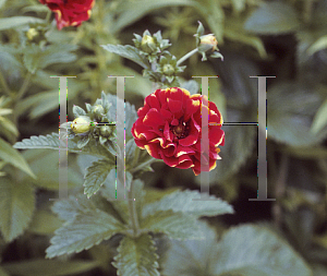 Picture of Potentilla atrosanguinea 'Karnival'