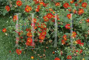 Picture of Potentilla x 'William Rollison'