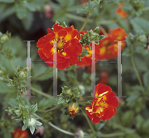 Picture of Potentilla x 'William Rollison'