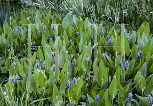 Picture of Pontederia cordata 