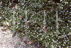 Picture of Pratia pedunculata 
