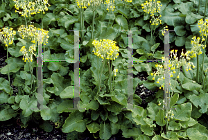 Picture of Primula florindae 