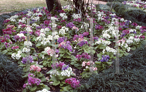 Picture of Primula obconica 