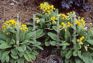 Picture of Primula veris 'Katy McSparron'