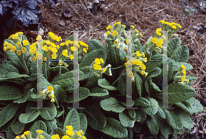 Picture of Primula veris 'Katy McSparron'