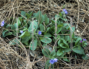 Picture of Pulmonaria angustifolia 