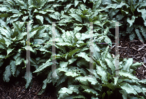 Picture of Pulmonaria x 'Berries & Cream'