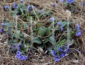 Picture of Pulmonaria saccharata 'Blue Ensign'