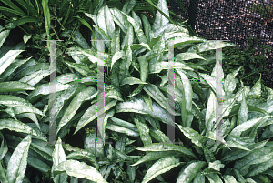 Picture of Pulmonaria x 'Cotton Cool'