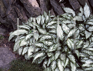 Picture of Pulmonaria longifolia 'Excalibur'