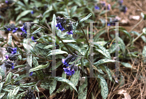 Picture of Pulmonaria longifolia 'Cevennensis'