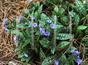 Picture of Pulmonaria saccharata 'Highdown'