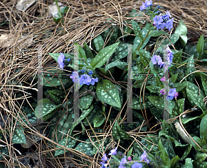 Picture of Pulmonaria saccharata 'Leopard'