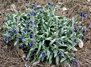 Picture of Pulmonaria longifolia 'Little Blue'
